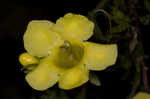 Smooth yellow false foxglove